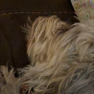 Meet your Posher, Brandy